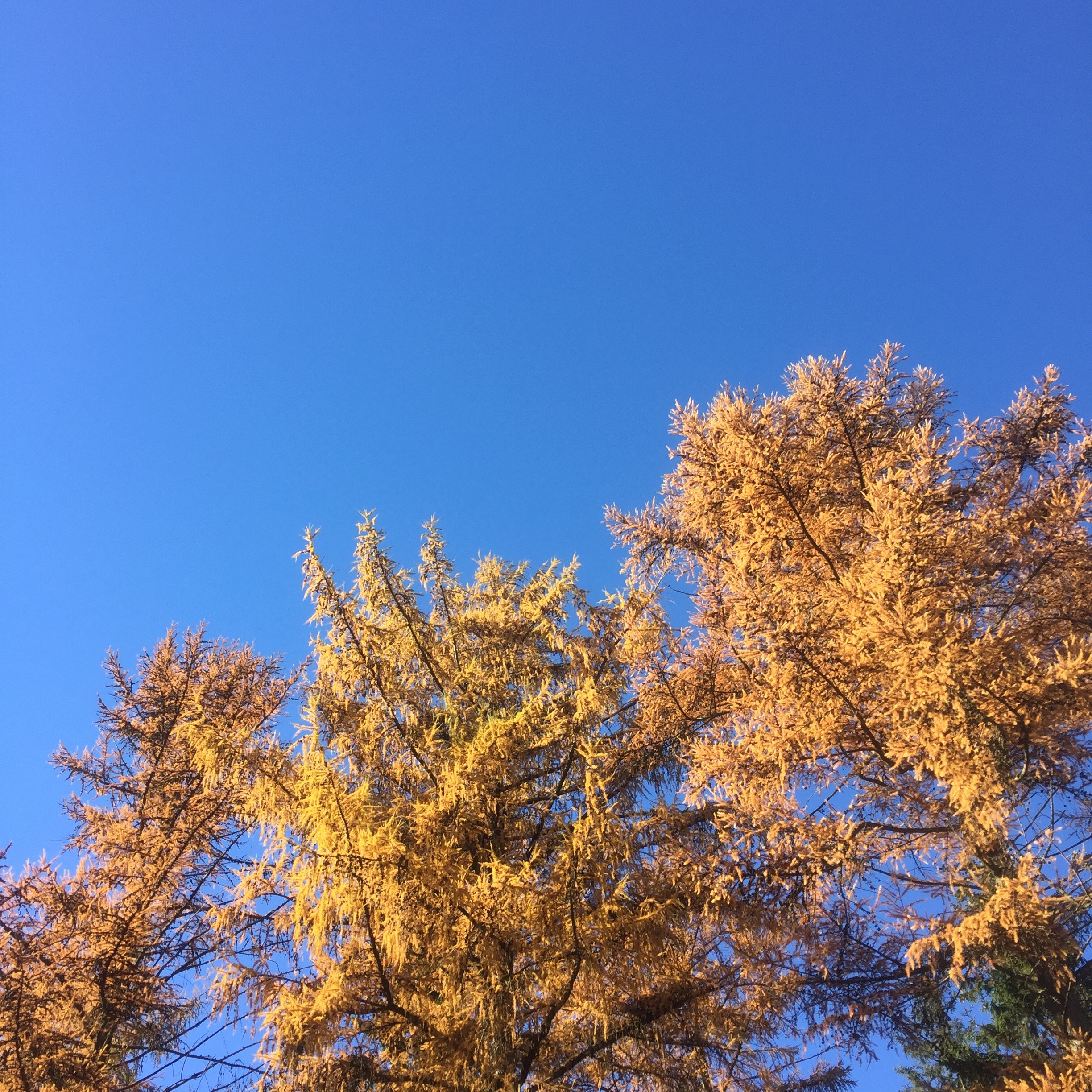 Grande Forêt de Saint-Hubert