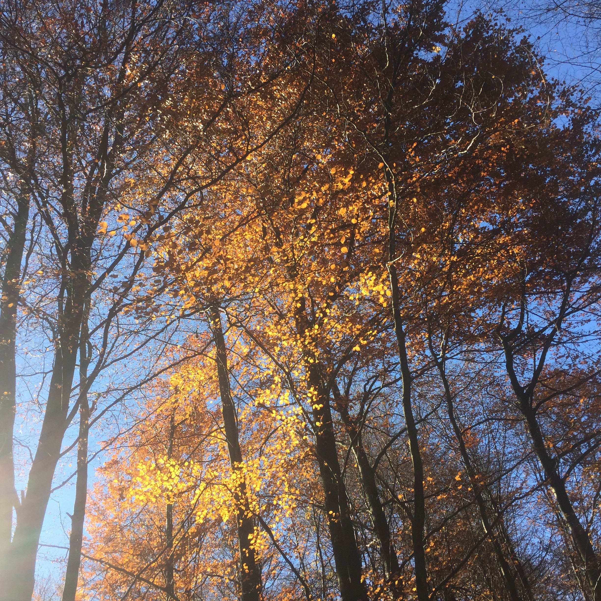 Grande Forêt de Saint-Hubert