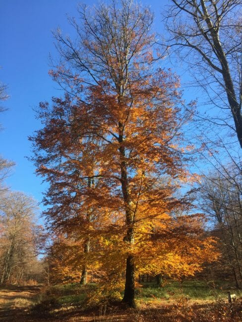 Grande Forêt de Saint-Hubert