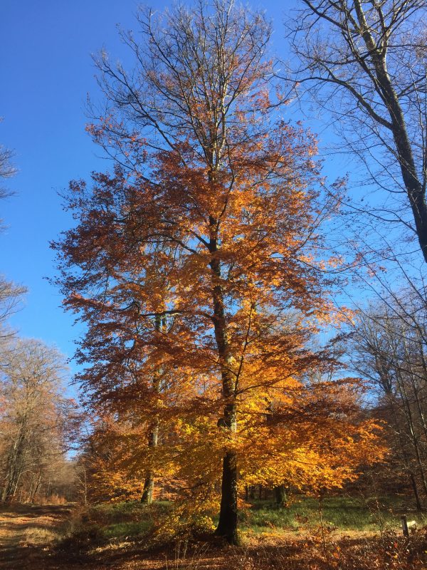 Grande Forêt de Saint-Hubert