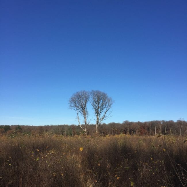 Grande Forêt de Saint-Hubert