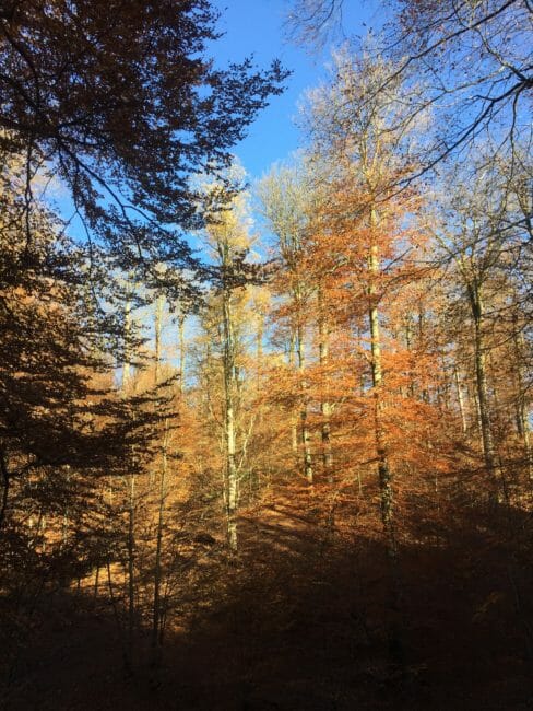 Grande Forêt de Saint-Hubert