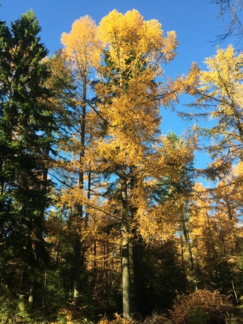 Grande Forêt de Saint-Hubert