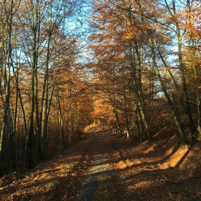 Grande Forêt de Saint-Hubert