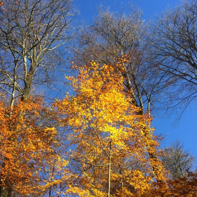 Grande Forêt de Saint-Hubert