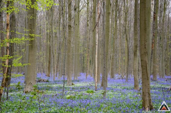 Bois de Hal