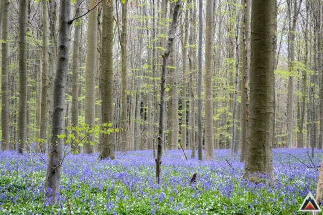 Bois de Hal