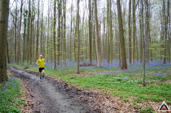 Bois de Hal