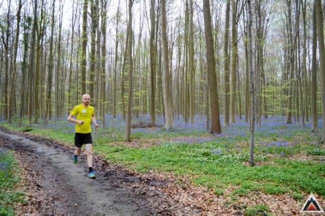 Bois de Hal