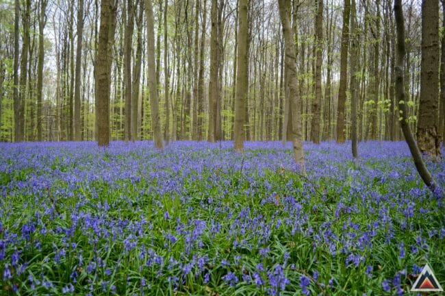 Bois de Hal
