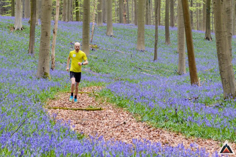 Bois de Hal