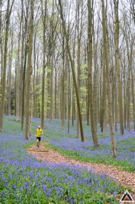 Bois de Hal