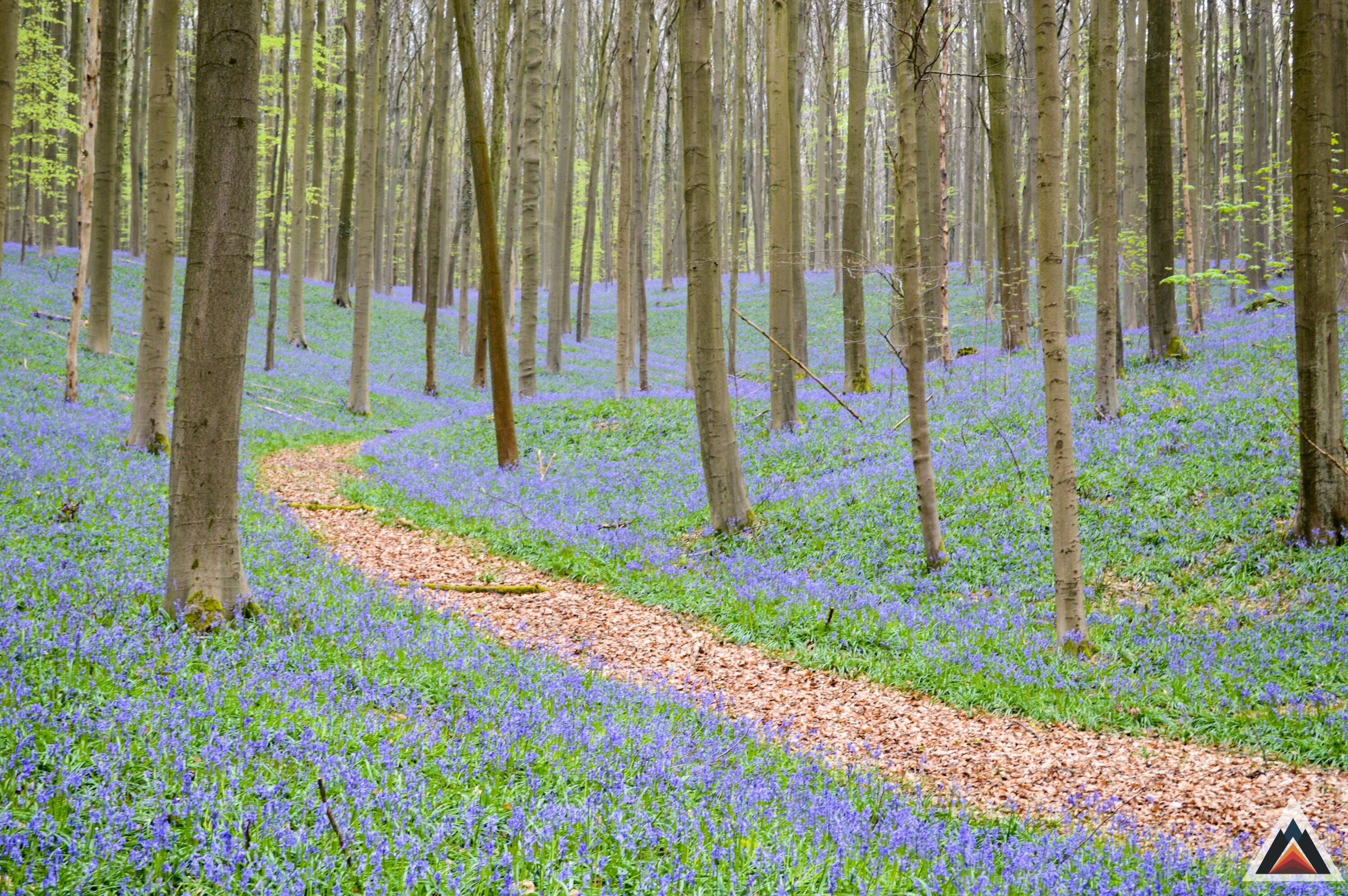 Bois de Hal