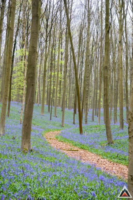 Bois de Hal