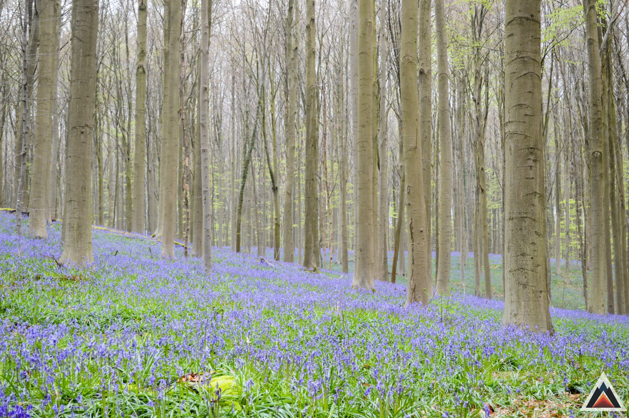 Bois de Hal