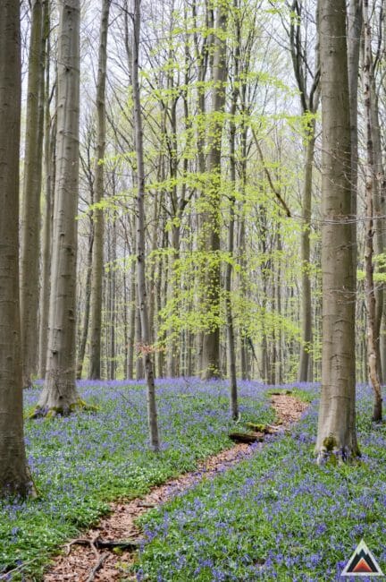 Bois de Hal