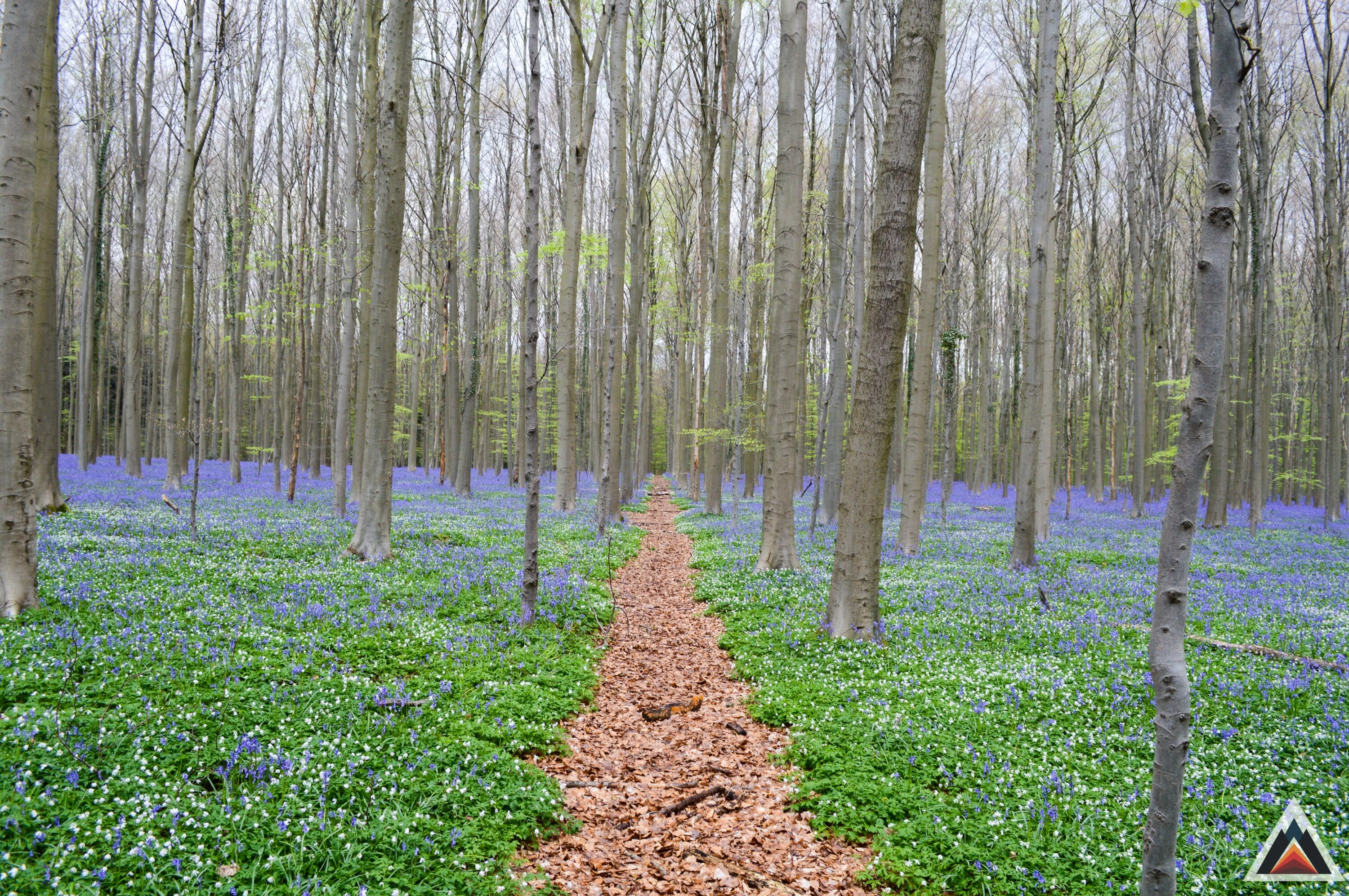 Bois de Hal