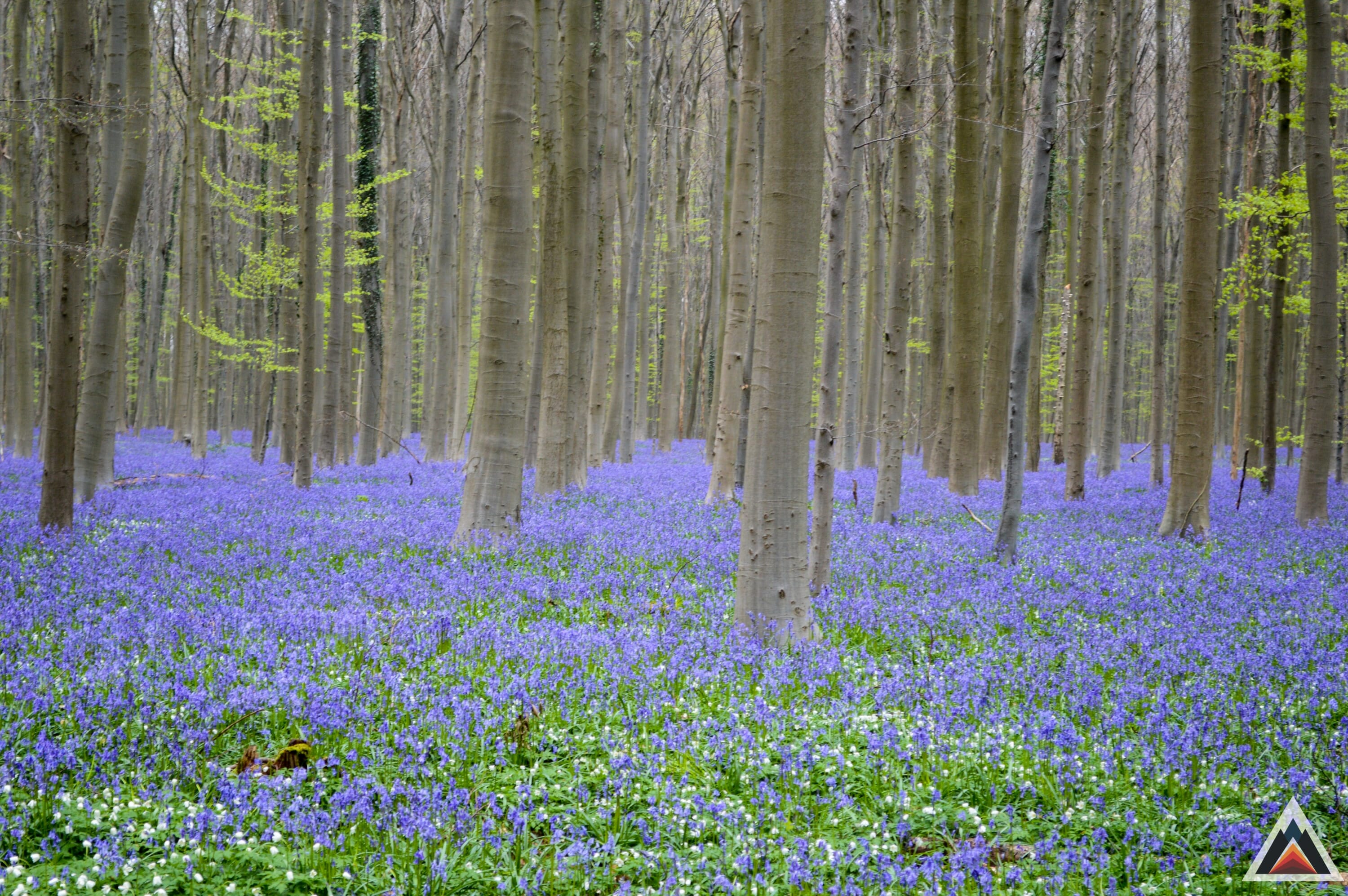 Bois de Hal