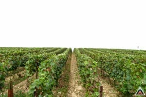 Reims entre sport et vigne