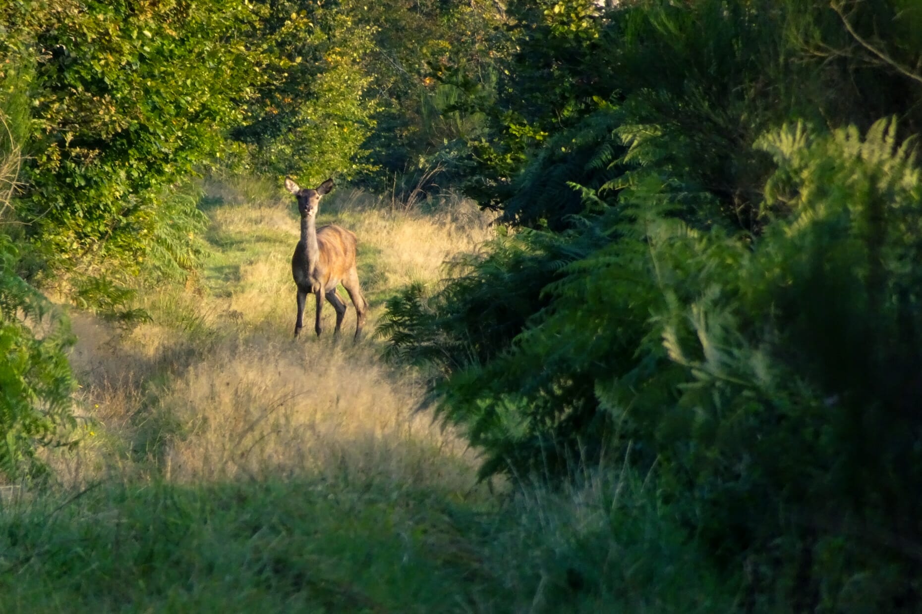 brame du cerf