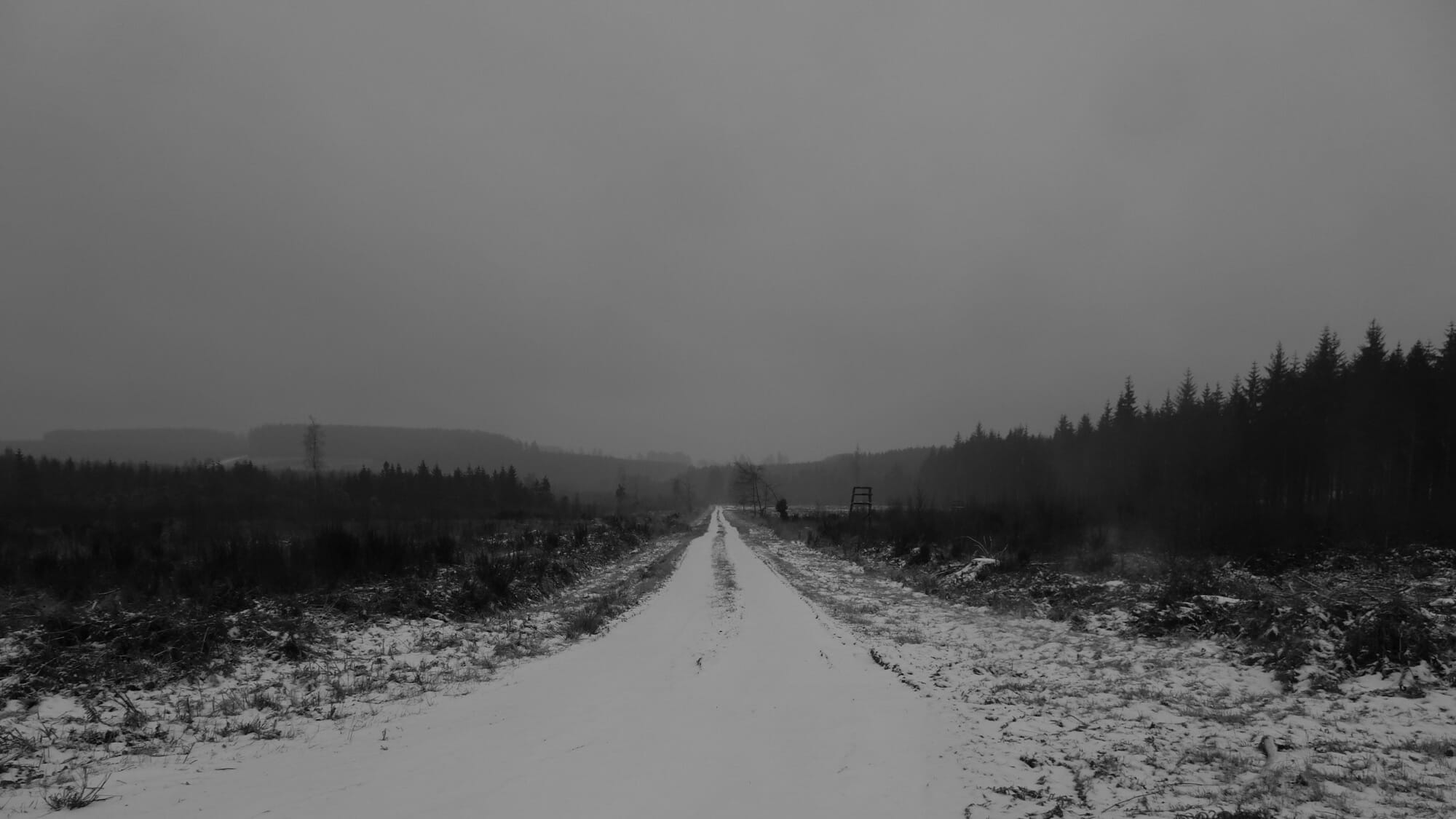 Loup en Ardenne