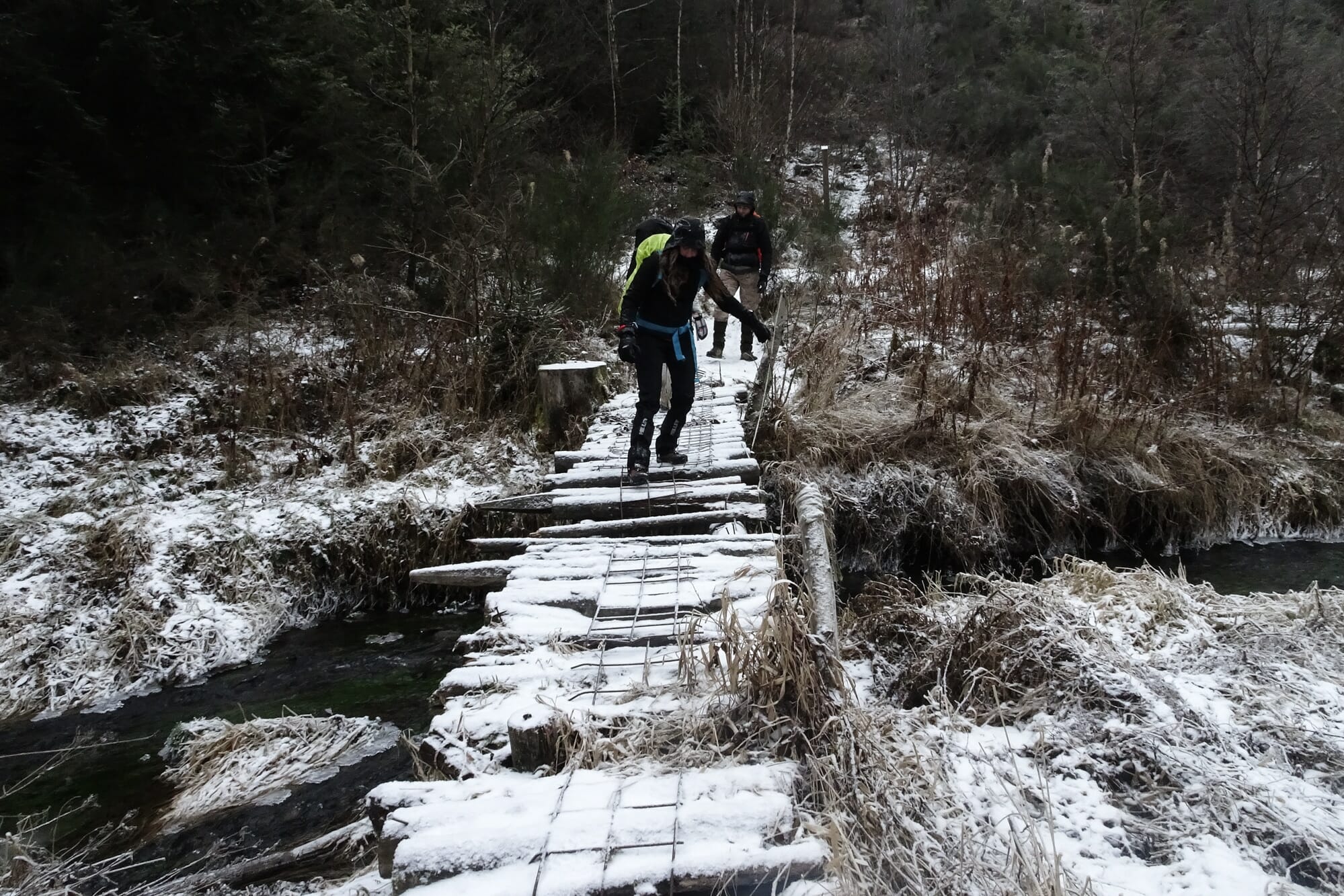 Loup en Ardenne