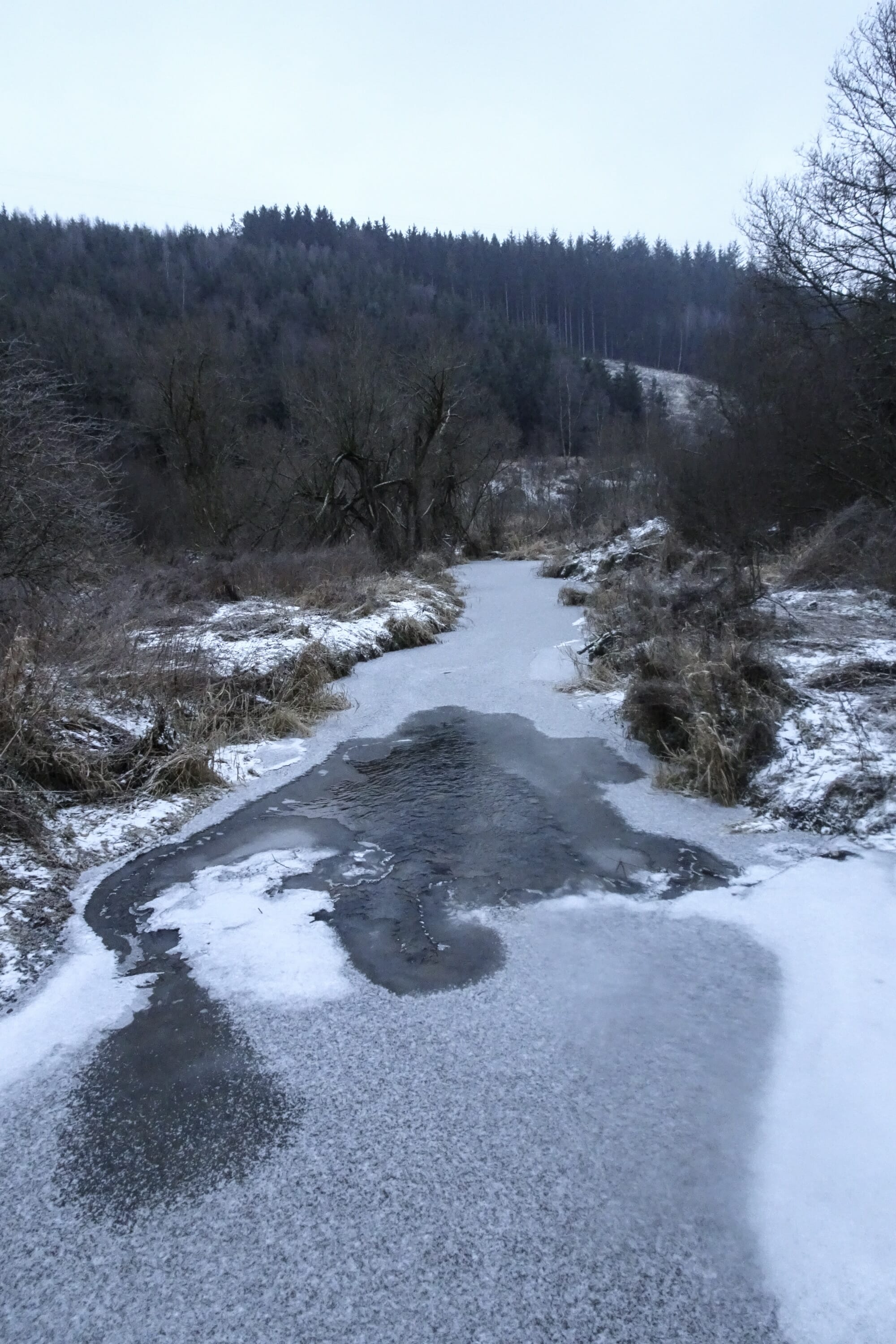 Loup en Ardenne