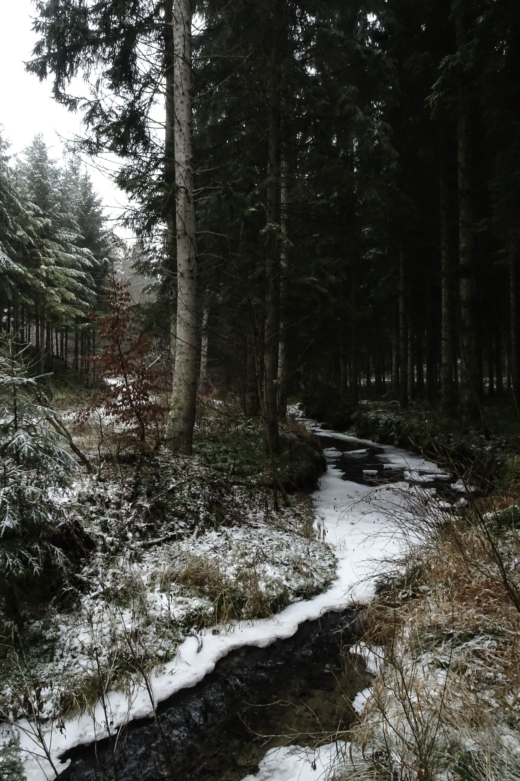 Loup en Ardenne