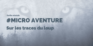 Loup en Ardenne