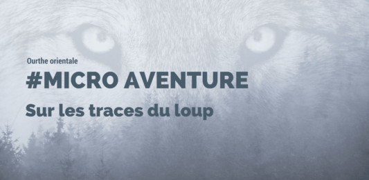 Loup en Ardenne