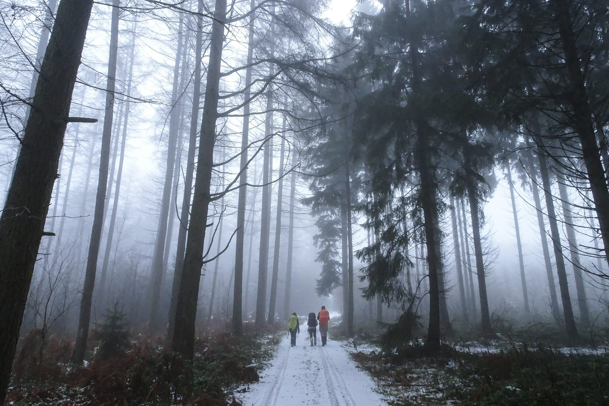 Loup en Ardenne