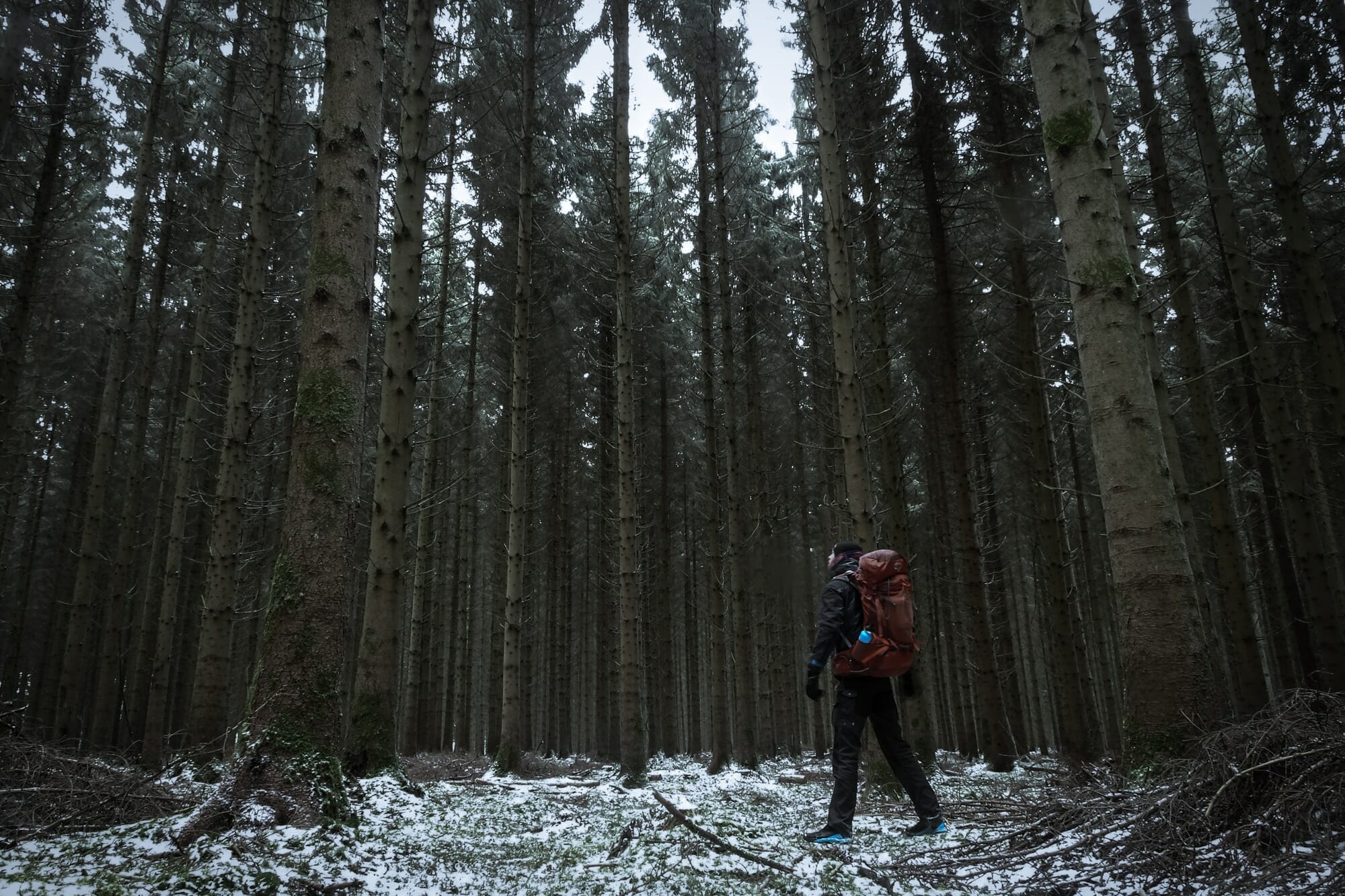 Loup en Ardenne