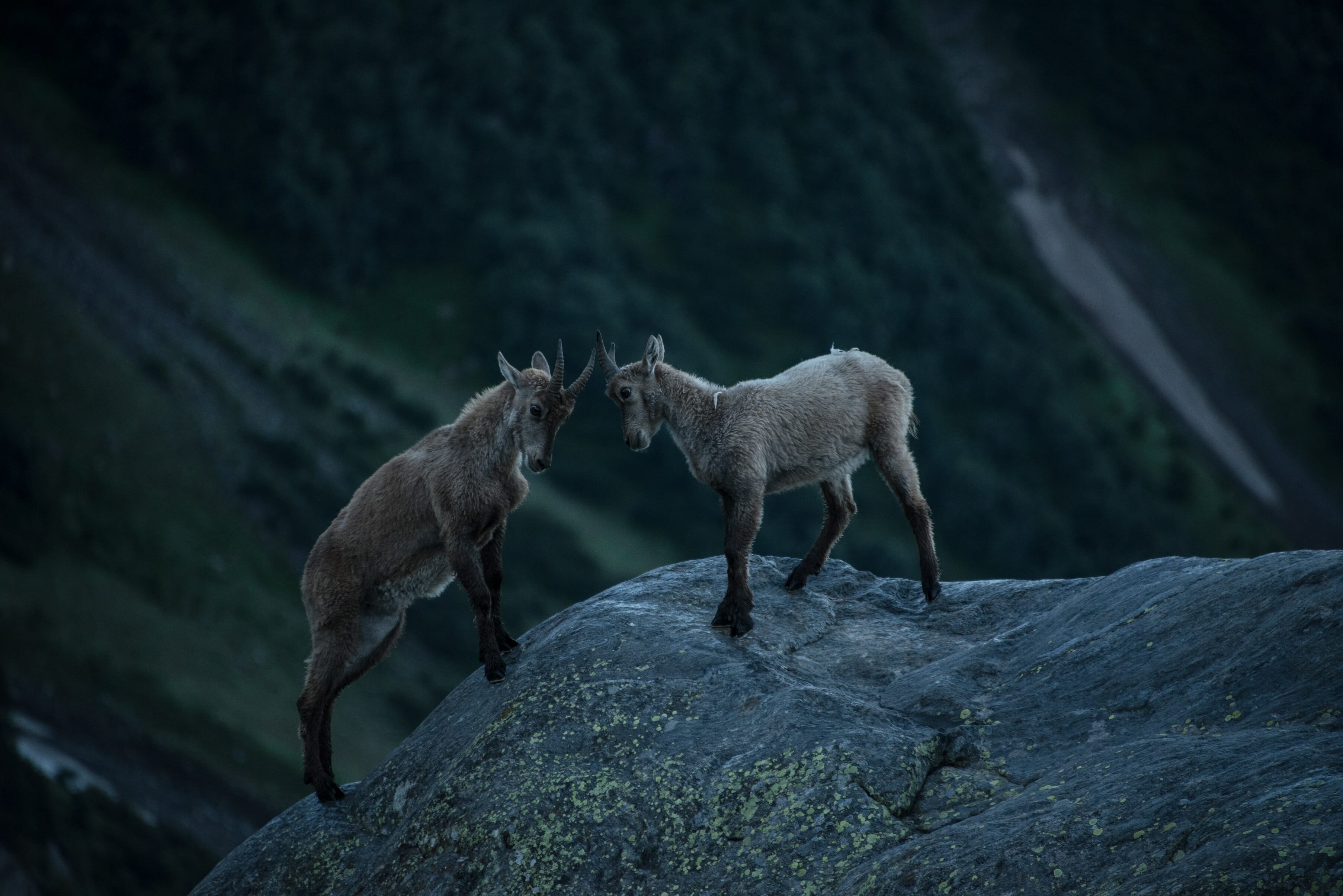 Ascension du Mont Blanc