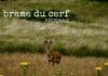 Brame du cerf