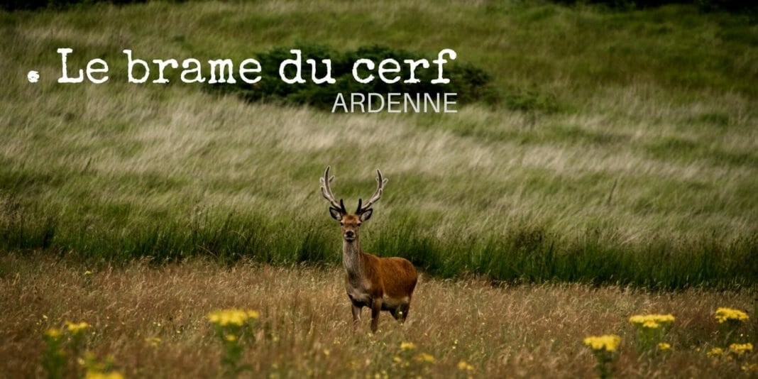 Brame du cerf