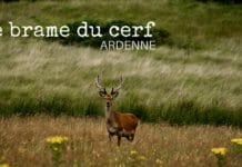 Brame du cerf