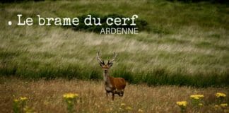 Brame du cerf