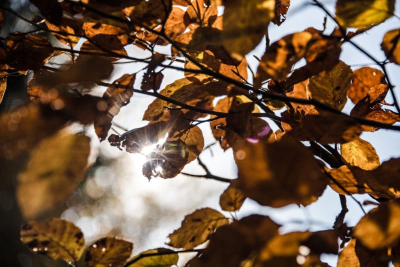 Couleurs d'automne en Ardenne