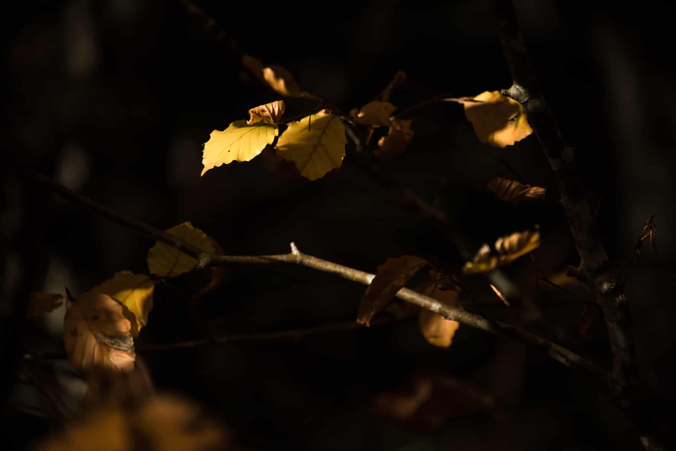 Couleurs d'automne en Ardenne