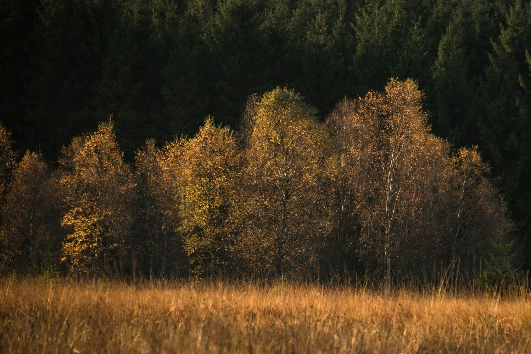Couleurs d'automne en Ardenne