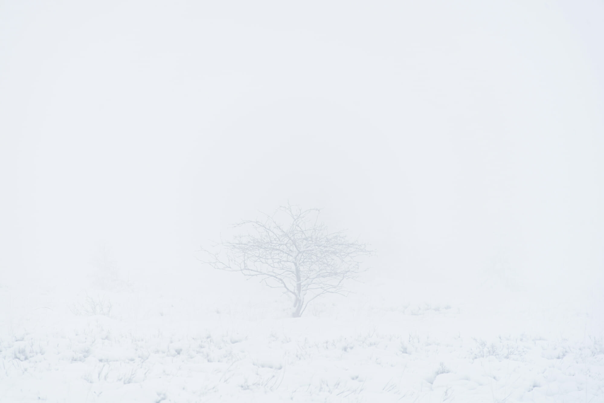 Bivouac hivernal dans les Hautes Fagnes