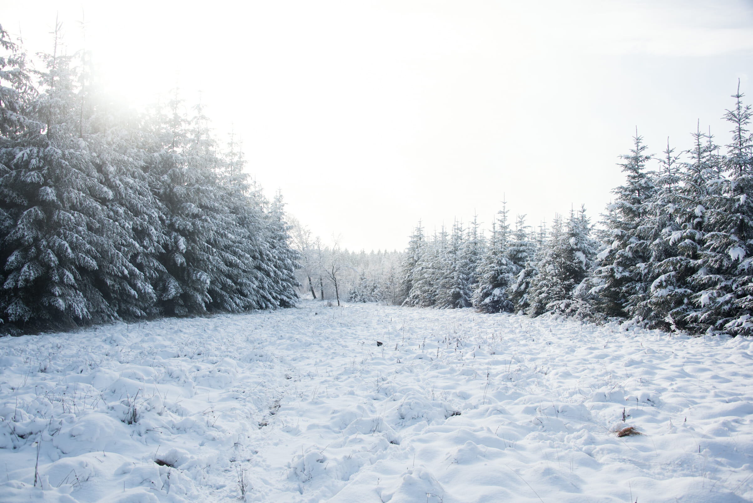 Trail et Rando en Haute Ardenne