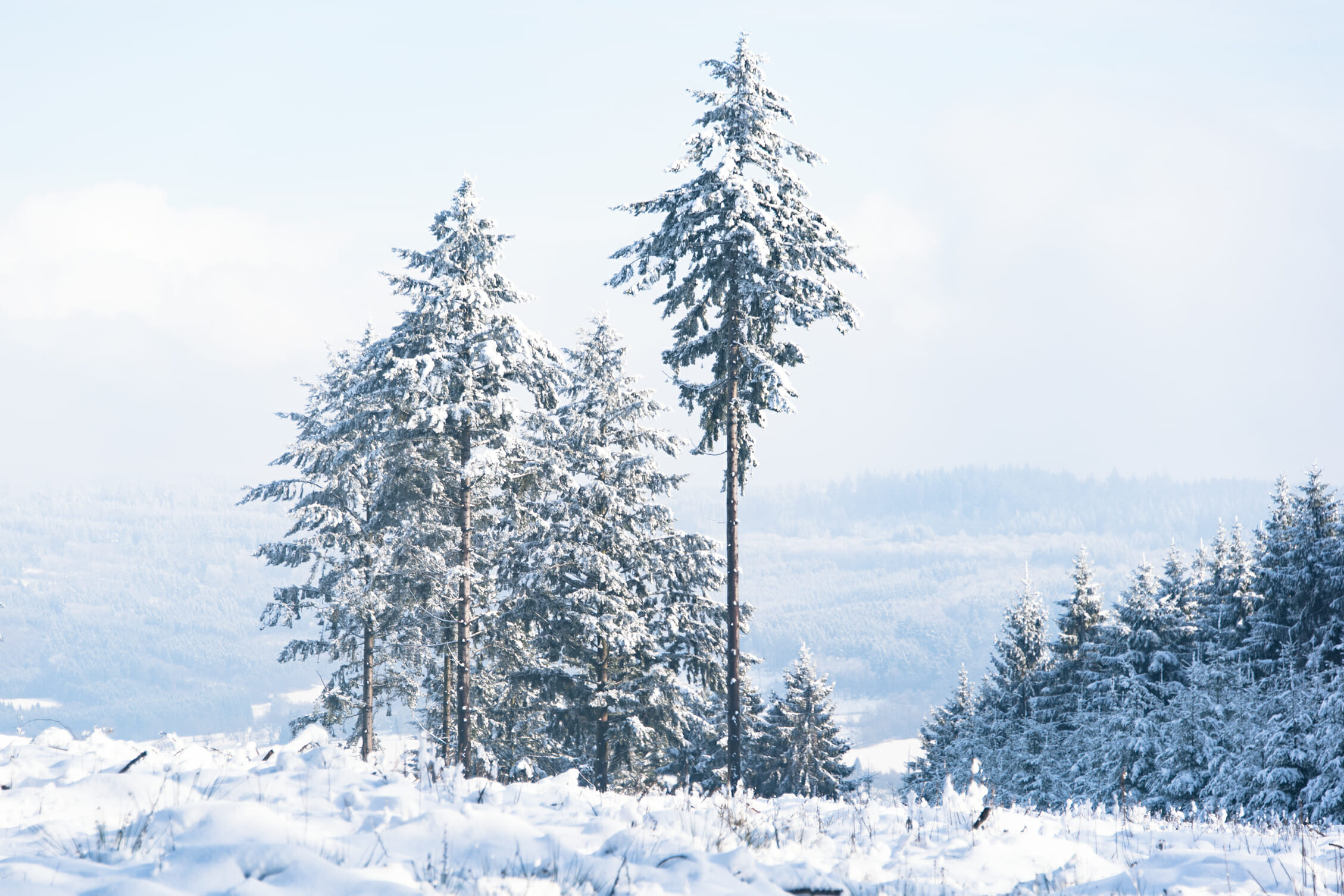 Trail et Rando en Haute Ardenne