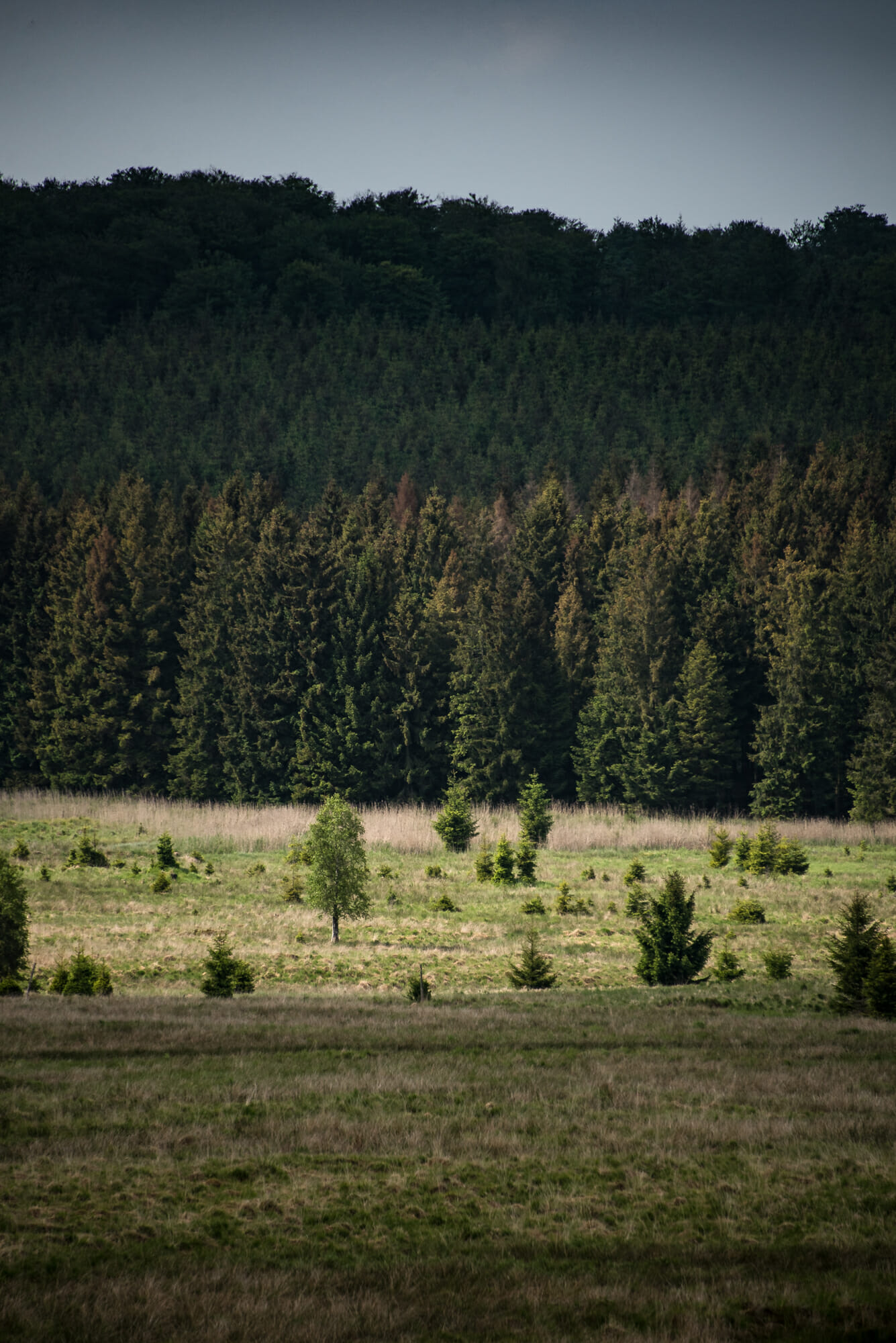 Randonner à cheval en Ardenne