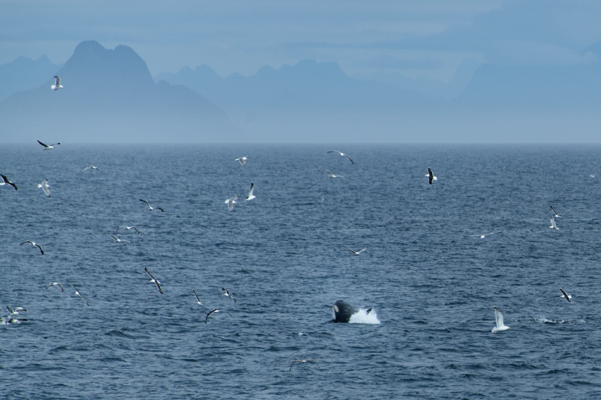 Packraft dans les Lofoten et ascension du Helvestinden