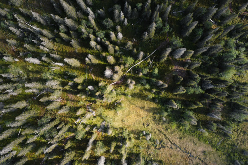 Randonnée dans le parc national de Riisitunturi en Laponie finlandaise