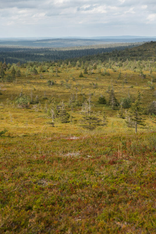 Randonnée dans le parc national de Riisitunturi en Laponie finlandaise