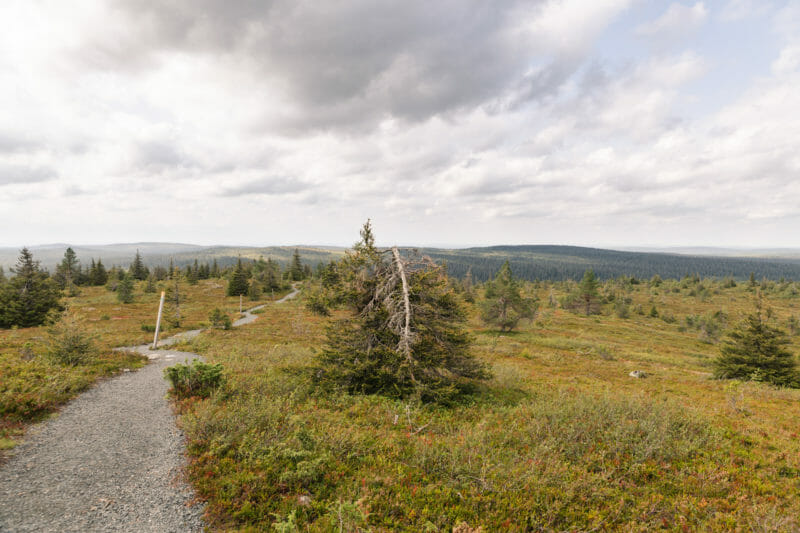 Randonnée dans le parc national de Riisitunturi en Laponie finlandaise