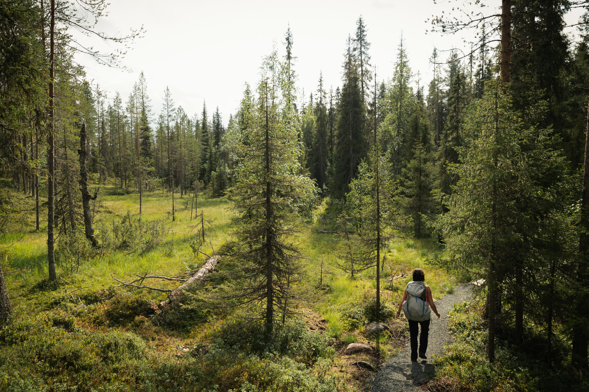 Rando dans le parc national de Riisitunturi en Laponie finlandaise