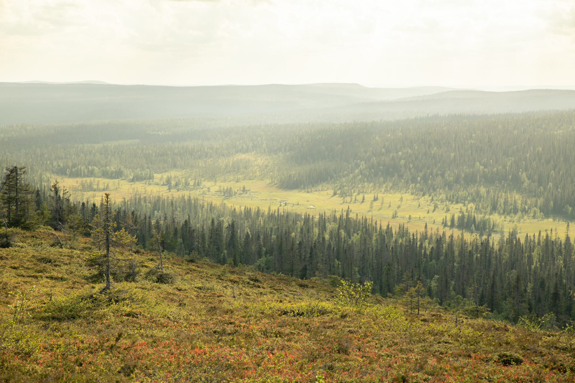 Rando dans le parc national de Riisitunturi en Laponie finlandaise